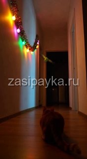 Кекс, Гришка и странный звук после полуночи