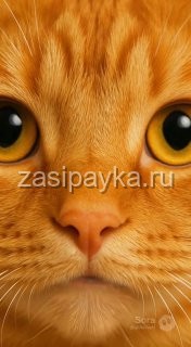 🐾📦 Кекс и коробка, которая победила прогресс