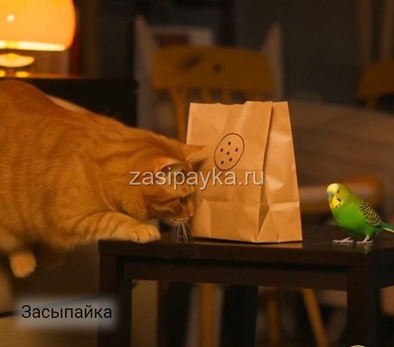 🐈🦜Ночная битва с невидимым противником»